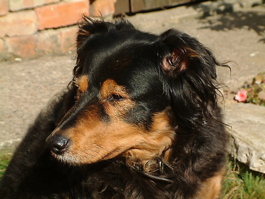 포토 JPG 해외이미지 동물 길 얼굴 십자가 포유류 사람없음 야외 반려동물 갈색 머리 검은색 양치기 닫기 개 달콤 강아지 선탠 코 사냥개 귀 송곳니 기르기 해외202004 해외포토 직업 컬러 모션 신체부위 맛 치아 돌봄 파일형식 이미지허브