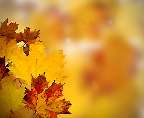 포토 JPG 해외이미지 백그라운드 잎 패턴 추상 사람없음 환경 가을 질감 해외202004 해외포토 식물 계절 무늬 파일형식 이미지허브