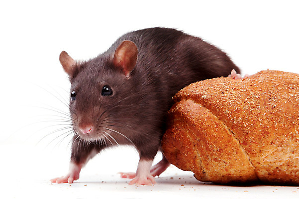 포토 JPG 해외이미지 동물 응시 빵 포유류 수염 털 사람없음 반려동물 갈색 회색 흰색 쥐 설치류 수줍음 심볼 호기심 흰배경 코 꼬리 귀 솜털 고립 해외202004 해외포토 시선 감정 음식 컬러 백그라운드 컨셉 신체부위 파일형식 이미지허브