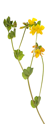 포토 JPG 해외이미지 식물 꽃 줄기 잎 사람없음 노란색 개화 흰배경 해외202004 해외포토 컬러 백그라운드 흰색 파일형식 이미지허브