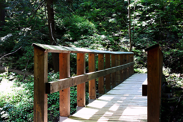 포토 JPG 해외이미지 나무 잎 캐나다 자국 자연 추상 사람없음 목재 초록색 여행객 숲 선로 자취 해외202004 해외포토 식물 컬러 북아메리카 무늬 재료 사람 생태계 파일형식 이미지허브