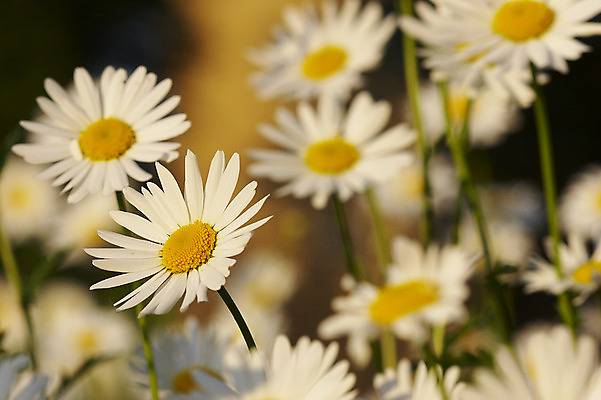 포토 JPG 해외이미지 식물 꽃잎 꽃 자연 사람없음 노란색 벚꽃 흰색 데이지 캐모마일 해외202004 해외포토 컬러 허브 생태계 파일형식 이미지허브