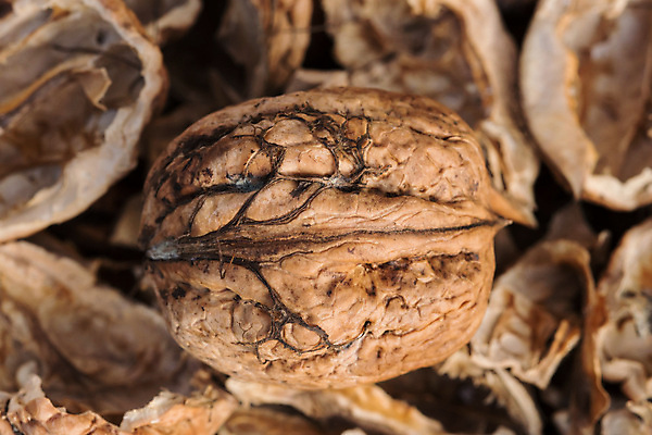 포토 JPG 해외이미지 계절 음식 백그라운드 다이어트 과일 재료 자연 건조 건강 사람없음 갈색 견과류 껍질 가을 흰색 신선 오픈 그룹 맛 아침식사 작음 오브젝트 유기농 알맹이 날것 호두 흙더미 내추럴 고립 깨짐 해외202004 해외포토 웰빙 컬러 컨셉 식사 흙 크기 생태계 파일형식 더미 이미지허브