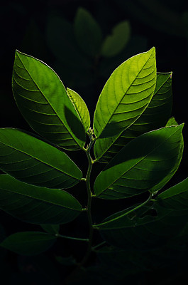 포토 JPG 해외이미지 나무 식물 음식 백그라운드 잎 꽃무늬 패턴 자연 추상 건강 손바닥 사람없음 장식 초록색 여름 환경 정원 검은색 어둠 봄 성장 나뭇가지 신선 닫기 숲 열대우림 허브 유기농 올리브 질감 양배추 포도나무 내추럴 고립 생태학 양치류 해외202004 해외포토 손 웰빙 계절 교육 열매 꽃 컬러 무늬 채소 모션 과일나무 생태계 파일형식 이미지허브