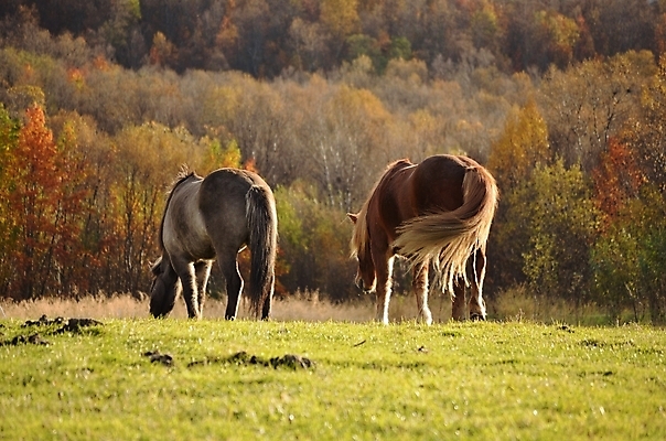 포토 JPG 해외이미지 나무 동물 계절 야생동물 밭 신체 포유류 모션 자연 하늘 따뜻함 노르웨이 서기 풍경 사람없음 야외 목재 초록색 빛 반려동물 햇빛 갈색 노란색 머리 맑음 가축 힘 놀람 활발 자유 가을 흰색 원형 군중 숲 방목 담요 북극 만족 코 장면 갈기 북쪽 내추럴 강렬 무료 북극해 수유 찰과상 초식 환상 많음 해외202004 해외포토 도형 식물 감정 유럽 바다 컬러 컨셉 농업 재료 날씨 표정 사람 신체부위 태양 축산업 상처 극지방 방향 생태계 파일형식 이미지허브