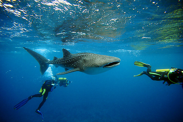 포토 JPG 해외이미지 동물 야생동물 바다 자연 어류 사람없음 물 파란색 카메라 잠수부 사진사 고래 다이빙 상어 몰디브 동물상 해외202004 해외포토 자연요소 아시아 컬러 포유류 전자제품 조형물 수영 수중동물 전문직 작가 생태계 수중스포츠 파일형식 이미지허브