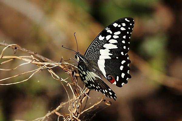 포토 JPG 해외이미지 동물 야생동물 나비 곤충 날개 아프리카 자연 앉기 사람없음 컬러풀 검은색 흰색 나뭇가지 보츠와나 취급주의 해외202004 해외포토 나무 나라 컬러 모션 경고 생태계 파일형식 이미지허브