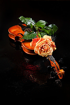 포토 JPG 해외이미지 사람없음 장미 검은색 우아함 바이올린 해외202004 해외포토 꽃 컬러 컨셉 현악기 파일형식 이미지허브