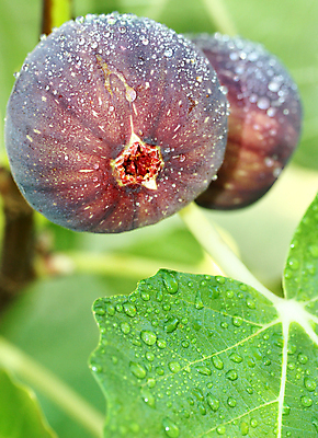 포토 JPG 해외이미지 나무 식물 음식 줄기 백그라운드 잎 농업 다이어트 과일 자연 디저트 건강 사람없음 초록색 물 여름 파란색 농장 갈색 정원 보라색 검은색 주스 가을 물방울 나뭇가지 신선 시장 닫기 달콤 맛 지중해 먹기 유기농 무화과 내추럴 숙성 식용 해외202004 해외포토 자연요소 웰빙 계절 산업 음료 바다 컬러 컨셉 모션 생태계 파일형식 이미지허브
