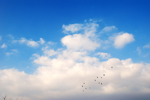 포토 JPG 해외이미지 구름 백그라운드 이동 모션 자연 조류 하늘 선물 사람없음 가로 물 파란색 빛 평화 자유 흰색 심볼 순수 천국 철새 리빙 무료 해외202004 해외포토 자연요소 동물 컬러 컨셉 생태계 파일형식 이미지허브