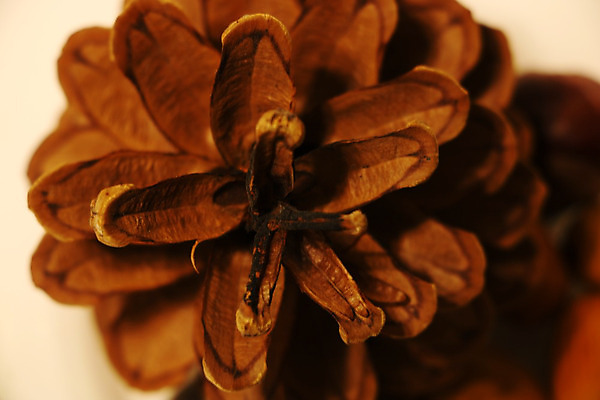 포토 JPG 해외이미지 나무 1 디자인 공원 꽃 호수 백그라운드 잎 크리스마스 겨울 태국 자연 표면 아침 휴가 건조 풍경 사람없음 옆모습 장식 갈색 평화 추위 가을 축하 신선 소나무 숲 12월 열대우림 순수 오브젝트 솔방울 상록수 원뿔 내추럴 고립 전국 해외202004 해외포토 주간 도형 식물 계절 공공시설 기념일 아시아 뷰포인트 컬러 컨셉 날짜 생태계 파일형식 이미지허브