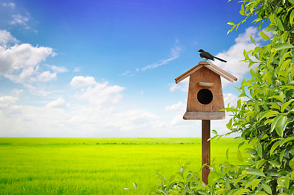 포토 JPG 해외이미지 백그라운드 조류 앉기 사람없음 정원 관목 새장 해외202004 해외포토 나무 동물 모션 케이지 파일형식 이미지허브