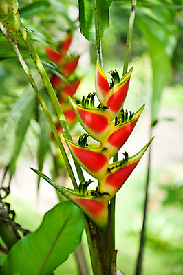 포토 JPG 해외이미지 식물 꽃 자연 사람없음 빨간색 초록색 노란색 놀이방 해외202004 해외포토 컬러 생태계 파일형식 이미지허브