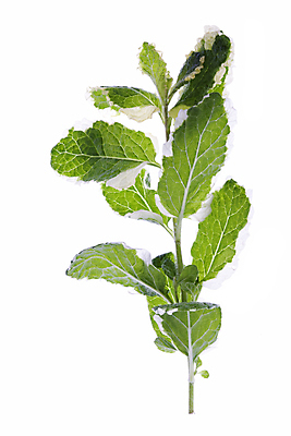 포토 JPG 해외이미지 식물 음식 잎 농업 재료 건강 요리 사람없음 초록색 약 신선 닫기 맛 민트 허브 향신료 묘사 파인애플 유기농 향기 아로마 향 성분 아로마테라피 내추럴 고립 치료제 해외202004 해외포토 웰빙 산업 컬러 컨셉 과일 의학 모션 열대과일 냄새 테라피 향미료 파일형식 이미지허브