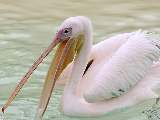 포토 JPG 해외이미지 1 야생동물 분홍색 여행 날개 아프리카 자연 조류 낚시 휴가 동물원 사람없음 야외 빨간색 물 장미 노란색 검은색 젖음 흰색 오픈 입 고리 기다림 고독 큼 펠리컨 깃털 싱글 부리 목 물새 토론토 물갈퀴 동물상 방수 수유 이국적 파우치 해외202004 해외포토 자연요소 동물 꽃 감정 나라 컬러 캐나다 가방 모션 레저 신체부위 조형물 크기 생태계 파일형식 이미지허브
