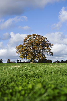 포토 JPG 해외이미지 나무 구름 잎 밭 자연 하늘 풍경 사람없음 여름 햇빛 태양 가을 조경 코르크 흐림 구식 옛날 해외202004 해외포토 자연요소 식물 계절 농업 날씨 생태계 파일형식 이미지허브
