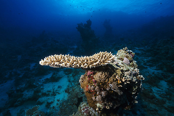 포토 JPG 해외이미지 식물 동물 모래 바다 백그라운드 자연 표면 어류 풍경 사람없음 물 파란색 컬러풀 햇빛 태양 바닷속 수중 광선 산호 아래 다이빙 장면 암초 깊이 소금물 이국적 침몰 파라다이스 해외202004 해외포토 자연요소 컬러 수영 수중동물 자포동물 방향 생태계 위치 수중스포츠 파일형식 이미지허브