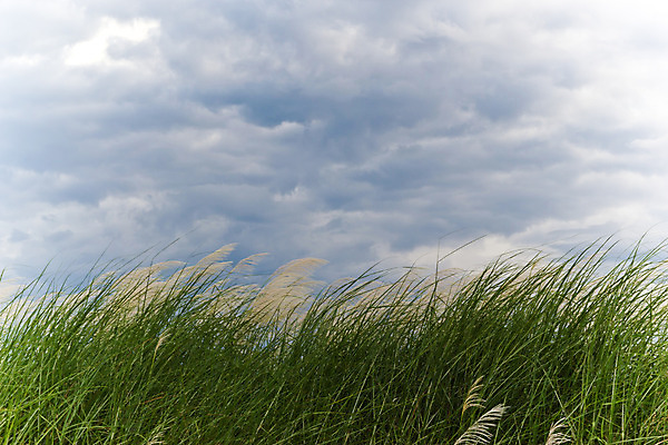 포토 JPG 해외이미지 식물 구름 선 백그라운드 밭 자연 하늘 새로움 건강 잔디 사람없음 초록색 환경 봄 활발 성장 에코 질감 서식 조경 제비 내추럴 깊이 블러 생태학 그리너리 해외202004 해외포토 자연요소 계절 교육 컬러 컨셉 농업 조류 생태계 파일형식 트랜드컬러 이미지허브