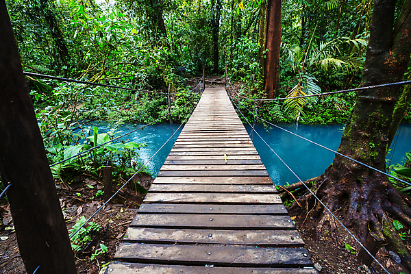 포토 JPG 해외이미지 나무 식물 구름 길 여행 백그라운드 자연 매달리기 풍경 사람없음 야외 목재 초록색 여름 환경 금속 미국 산책로 하이킹 덮개 보호 숲 열대우림 격려 감탄 방법 해외202004 해외포토 자연요소 계절 감정 컬러 컨셉 북아메리카 재료 모션 재질 레저 뚜껑 생태계 파일형식 이미지허브