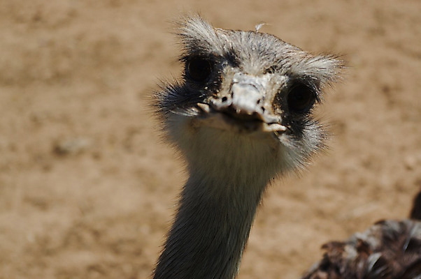 포토 JPG 해외이미지 동물 응시 시선 얼굴 야생동물 모래 백그라운드 아프리카 자연 조류 동물원 사람없음 야외 달리기 농장 머리 흰색 관찰 닫기 큼 깃털 속도 호기심 코 부리 목 타조 동물상 해외202004 해외포토 감정 나라 컬러 컨셉 농업 모션 신체부위 조형물 크기 생태계 파일형식 이미지허브