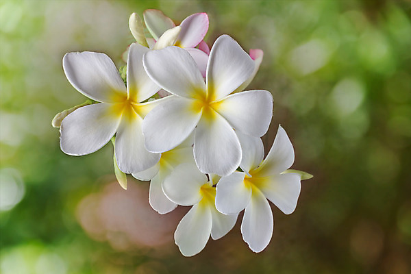 포토 JPG 해외이미지 사람없음 초록색 여름 빛 컬러풀 노란색 봄 벚꽃 흰색 신선 달콤 다발 보케 향기 몽환 해외202004 해외포토 계절 꽃 컬러 컨셉 맛 냄새 파일형식 이미지허브