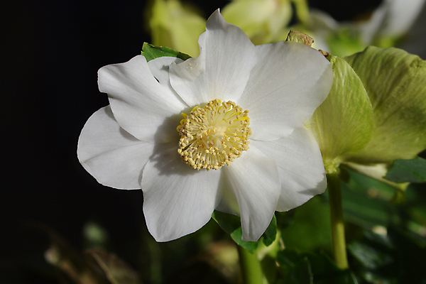 포토 JPG 해외이미지 식물 꽃 잎 겨울 자연 사람없음 야외 초록색 정원 흰색 닫기 해외202004 해외포토 계절 컬러 모션 생태계 파일형식 이미지허브