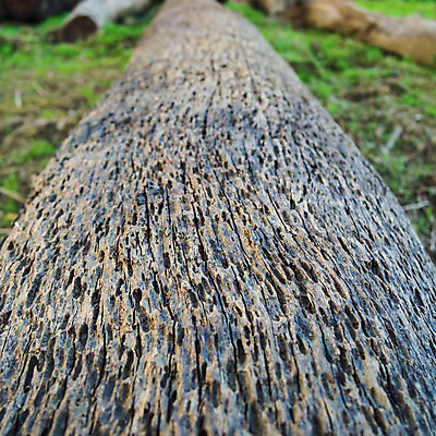 포토 JPG 해외이미지 나무 조각 백그라운드 패턴 자연 추상 건조 사람없음 목재 농작물 갈색 환경 재활용 성장 반지 시간 원형 플랫 숲 낟알 자르기 질감 산등성이 통나무 섬유 잡동사니 낭비 내추럴 벌목 수목 옛날 해외202004 해외포토 도형 식물 컬러 컨셉 무늬 농업 재료 장신구 모션 산 직물 친환경 생태계 파일형식 이미지허브