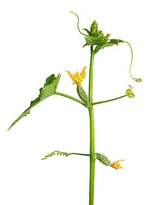 포토 JPG 해외이미지 식물 꽃 음식 잎 채소 자연 오이 건강 사람없음 초록색 여름 노란색 활발 성장 흰색 신선 먹기 날것 고립 채식주의자 해외202004 해외포토 계절 컬러 컨셉 모션 생태계 채식 파일형식 이미지허브