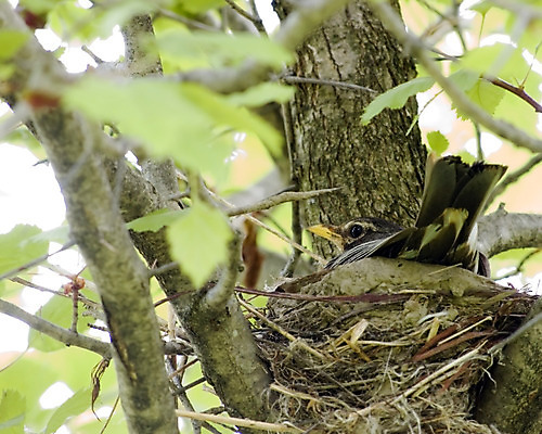 포토 JPG 해외이미지 나무 계절 야생동물 자연 조류 사람없음 야외 관찰 둥지 숲 내추럴 해외202004 해외포토 식물 동물 모션 생태계 파일형식 이미지허브