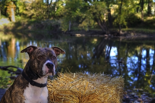 포토 JPG 해외이미지 동물 응시 포유류 친절 생물 털 앉기 사람없음 반려동물 갈색 힘 개 테리어 호기심 황소 노려봄 송곳니 경보 동반자 해외202004 해외포토 시선 감정 컬러 컨셉 모션 표정 소 치아 파일형식 이미지허브