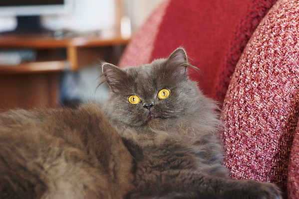 포토 JPG 해외이미지 동물 응시 포즈 포유류 수염 털 사람없음 반려동물 머리 귀여움 고양이 회색 호기심 귀 솜털 노려봄 발톱 해외202004 해외포토 시선 감정 컬러 컨셉 발 표정 신체부위 파일형식 이미지허브