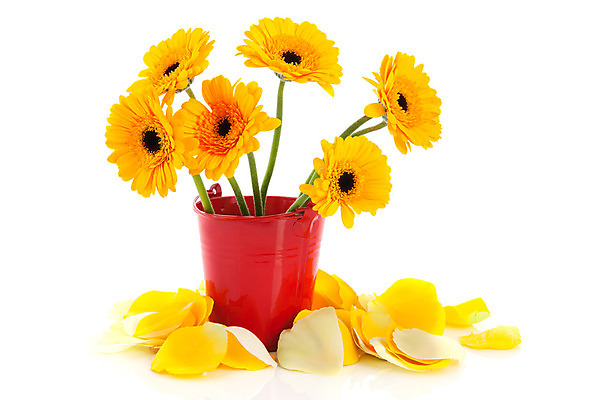 포토 JPG 해외이미지 꽃 꽃다발 백그라운드 잎 사람없음 빨간색 컬러풀 장미 노란색 꽃병 흰색 다발 배열 양동이 데이지 고립 정물화 해외202004 해외포토 식물 컬러 그림 파일형식 이미지허브