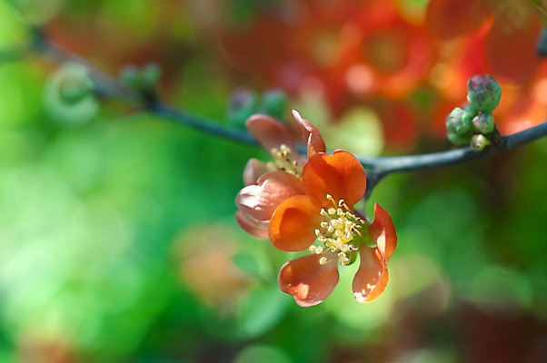 포토 JPG 해외이미지 나무 식물 계절 꽃잎 꽃 백그라운드 잎 꽃무늬 자연 추상 사람없음 야외 가로 빨간색 초록색 컬러풀 정원 봄 벚꽃 나뭇가지 개화 블러 해외202004 해외포토 컬러 무늬 생태계 파일형식 이미지허브