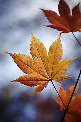 포토 JPG 해외이미지 나무 식물 계절 백그라운드 잎 오렌지 자연 추상 풍경 사람없음 야외 빨간색 세로 파란색 컬러풀 노란색 가을 나뭇가지 숲 유기농 해외202004 해외포토 웰빙 컬러 무늬 과일 생태계 파일형식 이미지허브
