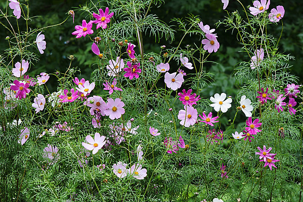 포토 JPG 해외이미지 식물 꽃잎 꽃 분홍색 자연 사람없음 야외 빨간색 초록색 여름 정원 보라색 벚꽃 그룹 코스모스 멀티 해외202004 해외포토 계절 컬러 생태계 파일형식 이미지허브