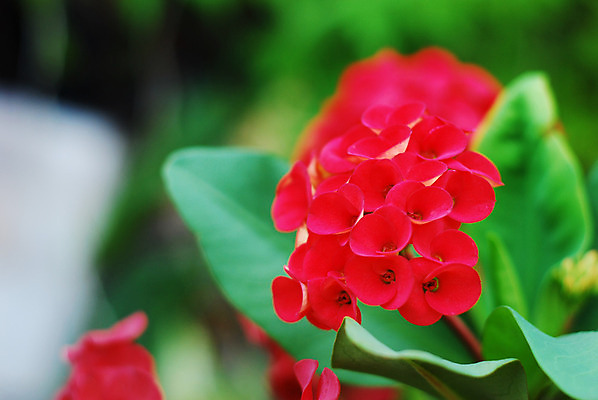 포토 JPG 해외이미지 식물 꽃잎 꽃 화초 백그라운드 잎 꽃무늬 자연 왕관 주택 사람없음 내부 장식 빨간색 초록색 물 정원 봄 성장 가시 냄비 작음 관목 내추럴 심기 해외202004 해외포토 자연요소 나무 계절 컬러 무늬 모션 건물 솥 크기 생태계 파일형식 이미지허브