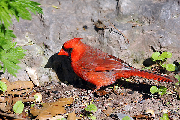 포토 JPG 해외이미지 나무 동물 1 여자 남자 야생동물 겨울 날개 노래 자연 조류 하늘 씨앗 앉기 사람없음 야외 빨간색 검은색 봄 추위 나뭇가지 선택 깃털 부리 북쪽 동물상 뒤뜰 가문비나무 해외202004 해외포토 식물 계절 음악 컬러 컨셉 모션 사람 조형물 방향 생태계 파일형식 이미지허브