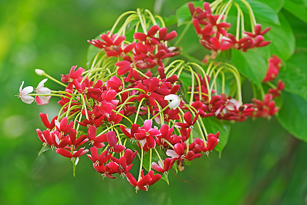 포토 JPG 해외이미지 식물 꽃 백그라운드 자연 사람없음 빨간색 환경 정원 해외202004 해외포토 컬러 생태계 파일형식 이미지허브