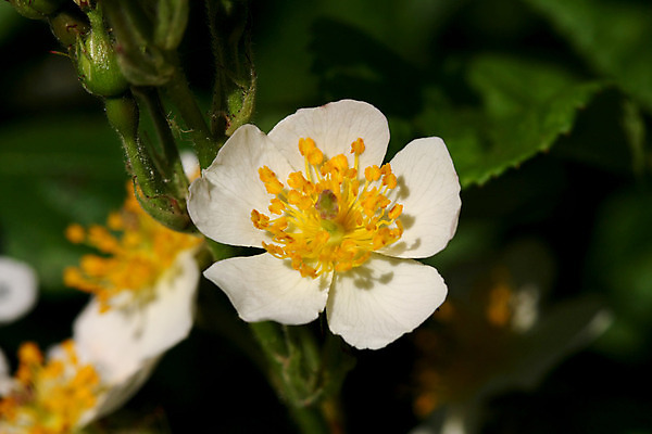 포토 JPG 해외이미지 식물 꽃 행복 자연 갈색머리 취미 사람없음 야외 초록색 여름 컬러풀 노란색 정원 벚꽃 흰색 자르기 꽃집 원예 꽃수술 온실 원예사 해외202004 해외포토 직업 헤어스타일 계절 감정 컬러 모션 상점 생태계 파일형식 이미지허브