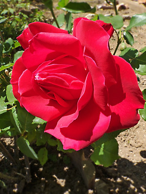 포토 JPG 해외이미지 식물 꽃잎 꽃 잎 꽃무늬 자연 발렌타인데이 사랑 사람없음 빨간색 장미 정원 벚꽃 개화 열정 해외202004 해외포토 감정 컬러 무늬 데이이벤트 생태계 파일형식 이미지허브