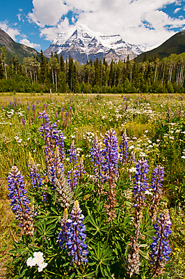 포토 JPG 해외이미지 구름 꽃 여행 캐나다 밭 자연 하늘 산 풍경 사람없음 초록색 여름 파란색 노란색 보라색 얼음 흰색 시골 묘사 내추럴 웅장함 로키산맥 그리너리 해외202004 해외포토 자연요소 식물 계절 컬러 북아메리카 농업 생태계 파일형식 트랜드컬러 이미지허브