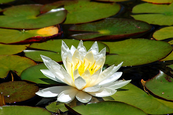 포토 JPG 해외이미지 식물 계절 꽃잎 꽃 음식 꽃다발 백그라운드 잎 꽃무늬 자연 사람없음 장식 초록색 물 정원 봄 벚꽃 신선 개화 고립 식용 해외202004 해외포토 자연요소 컬러 무늬 생태계 파일형식 이미지허브