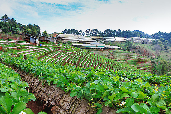 포토 JPG 해외이미지 나무 식물 구름 공원 아시아 문화 겨울 패턴 밭 과일 태국 자연 딸기 아침 휴식 산 주택 풍경 경사 사람없음 목재 옆모습 초록색 햇빛 태양 농장 정원 추위 수확 안개 성장 신선 업무 숲 오두막 허브 언덕 질감 지역 해외202004 해외포토 주간 자연요소 계절 공공시설 나라 뷰포인트 컬러 컨셉 무늬 농업 재료 날씨 건물 작업 생태계 파일형식 이미지허브