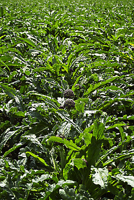 포토 JPG 해외이미지 식물 꽃 유럽 음식 백그라운드 잎 농업 다이어트 채소 재료 자연 건강 요리 사람없음 초록색 농장 지구본 정원 요리사 검은색 저녁식사 이탈리아 신선 시장 닫기 맛 먹이 지중해 먹기 성분 내추럴 고립 아티초크 채식주의자 해외202004 해외포토 직업 나라 산업 바다 컬러 컨셉 모션 식사 생태계 채식 파일형식 이미지허브