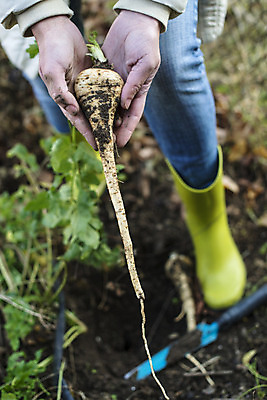 포토 JPG 해외이미지 식물 손 계절 음식 잎 농업 채소 재료 자연 파슬리 건강 요리 사람없음 목재 여름 정원 흙 수확 신선 시장 유기농 원예 날것 뿌리 내추럴 생식 숙성 채식주의자 해외202004 해외포토 나무 웰빙 산업 취미 신체부위 생태계 채식 파일형식 이미지허브