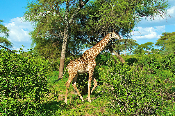 포토 JPG 해외이미지 동물 한마리 야생동물 포유류 아프리카 자연 동물원 사람없음 야외 세로 파란색 관광지 컬러풀 큼 기린 사파리 5 단아함 대가리 사바나 웅장함 초식 탄자니아 평야 해외202004 해외포토 1 나라 컬러 여행 숫자 크기 생태계 파일형식 이미지허브