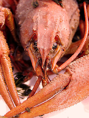 포토 JPG 해외이미지 접시 음식 육류 사람없음 빨간색 우아함 먹기 준비 암 삶기 식욕 집게발 해외202004 해외포토 식기 컬러 컨셉 식재료 모션 질병 파일형식 이미지허브