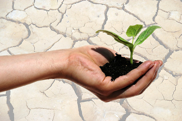 포토 JPG 해외이미지 식물 손 줄기 컨셉 잎 손가락 자연 성공 아이디어 손바닥 들기 사람없음 초록색 빛 햇빛 새싹 흙 엄지손가락 성장 나뭇가지 확대 작음 피부 상승 먼지 사전 블러 테마 해외202004 해외포토 나무 컬러 모션 신체부위 책 태양 크기 생태계 파일형식 이미지허브