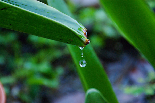 포토 JPG 해외이미지 식물 백그라운드 잎 자연 사람없음 야외 초록색 물 여름 정원 거품 젖음 물방울 신선 액체 떨어짐 이슬 빗방울 묘사 내추럴 해외202004 해외포토 자연요소 계절 컬러 컨셉 비_날씨 생태계 파일형식 이미지허브