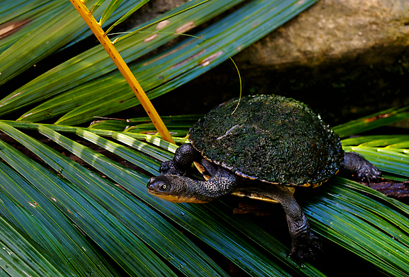 포토 JPG 해외이미지 동물 야생동물 파충류 자연 표면 사람없음 초록색 물 강 수영 껍질 신선 해조류 거북이 호주 습지 목 동쪽 해외202004 해외포토 자연요소 컬러 신체부위 수상스포츠 해양식물 오세아니아 방향 생태계 파일형식 이미지허브